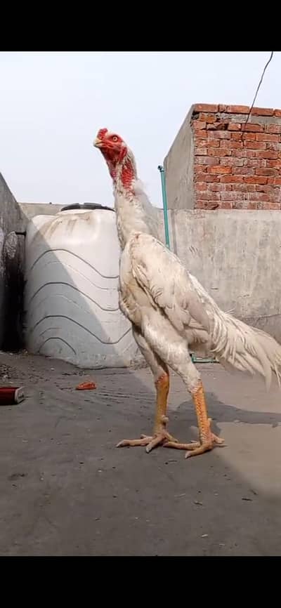 white shamo|o shamo|king shamo|japanese shamo|black shamo|Thai|burmi