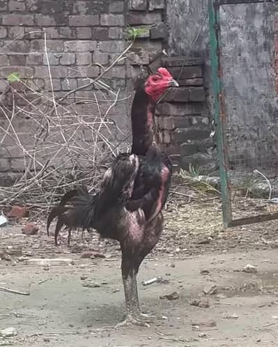 thai aseel