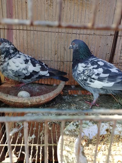 high flyer and gola kabootar and sherazi