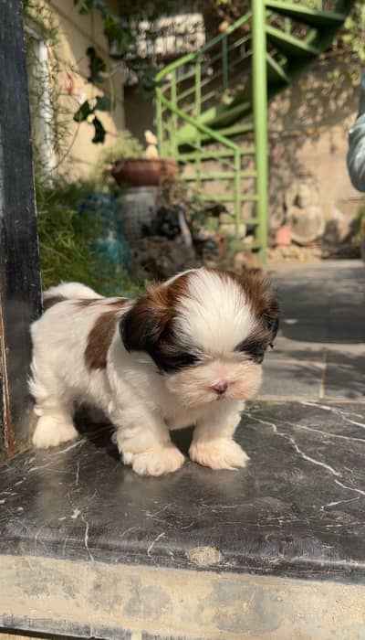 male Shihtzu puppy