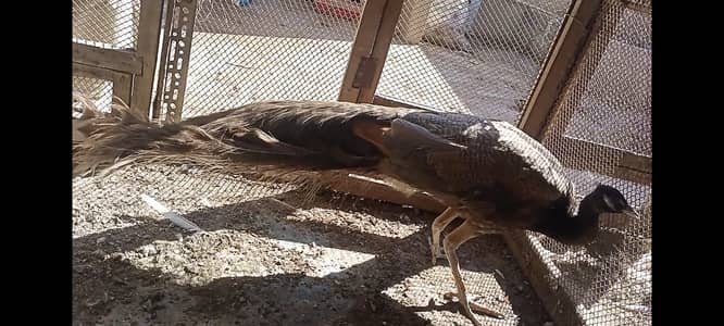 Peacock Breeder Male / peacock for sale / Beautiful Peacock for sale