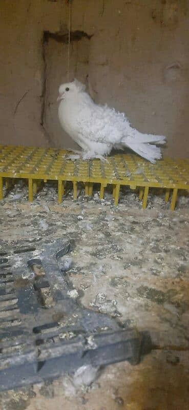 frill back home pegon