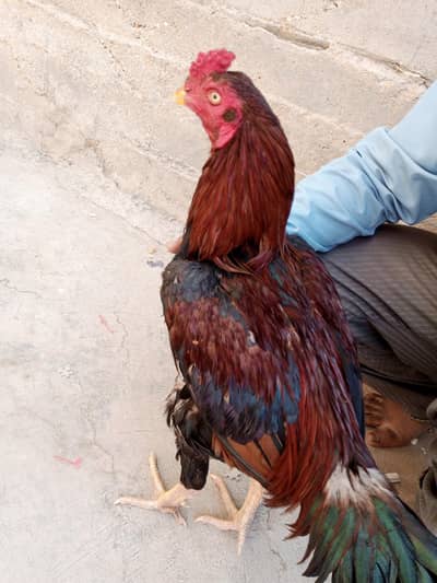 Aseel Jagiri patha murgha