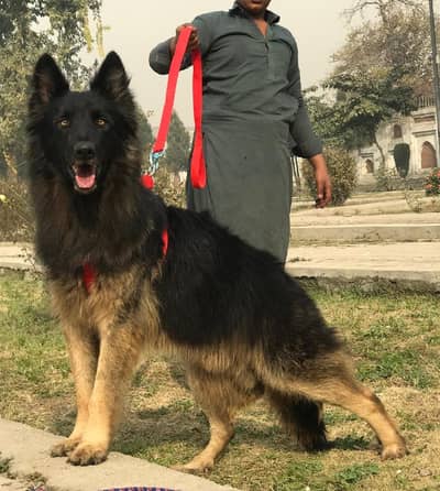 garman Shepard longcot male age 10math  for sale available he