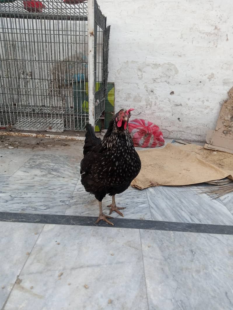 Desi Misri morgha morgi - Hens - 1109320231