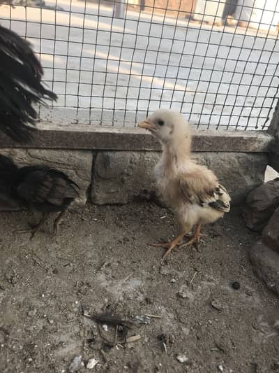 aseel chick & aseel murga