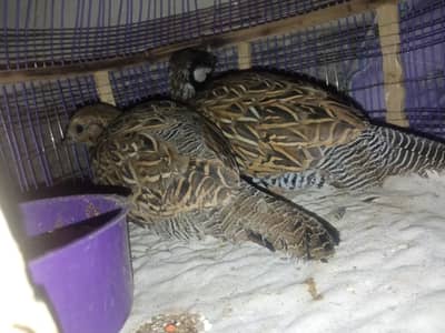 Black Francolin/ Kaala teetar/teeter