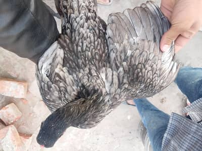 1 murga or 4 murgi for sale