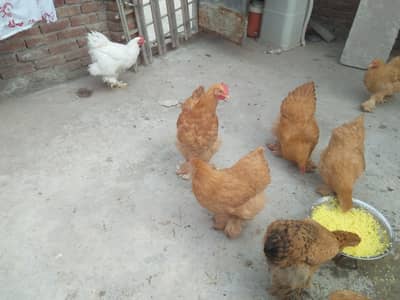 Golden heavy  buff  cochine for sale