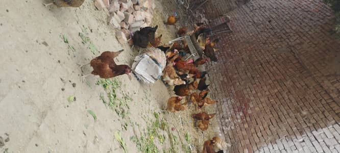 Desi hens | Eggs laying | Golden Misiri | Murghi |گولڈن مصری مرغی