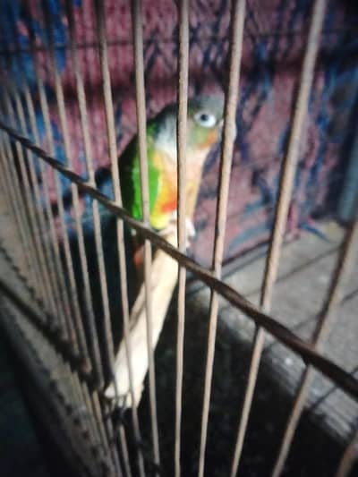 Green conure  Male yellow  side