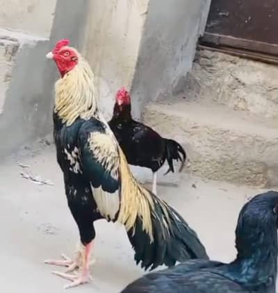 Abu bakkar 03267396040 wtap