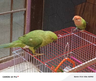 Mithoo Parrot for sell