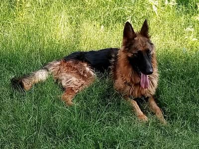 Selling German Shepherd