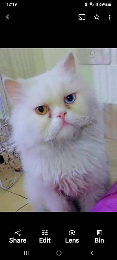 BREADER  *HEALTHI MALE*   FOR SALE AVAILABLE