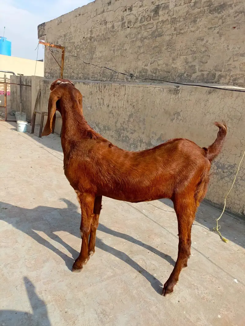 Pure beetal double hadi path — photo 2