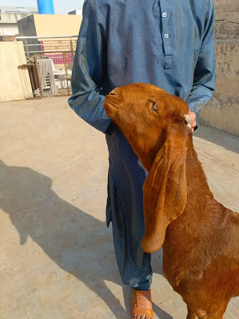 Pure beetal double hadi path — photo 3