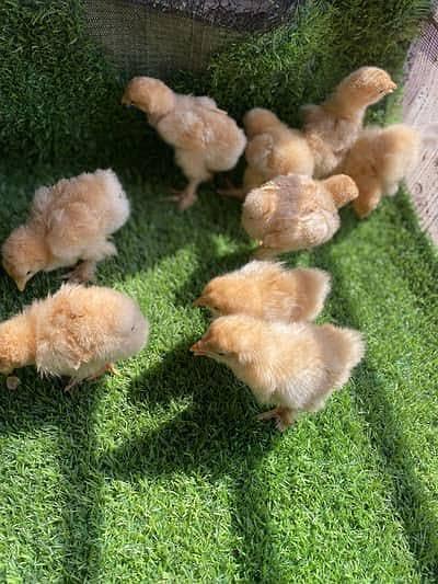 Golden Heavy Buff Chicks for sale healthy and active
