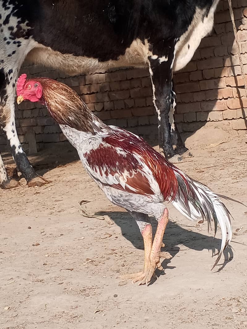 Aseel patha - Hens - 1109329094
