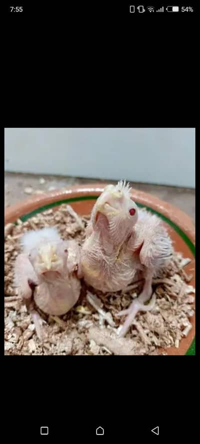 Cream cocktail chicks
