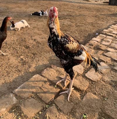 Aseel Hen's Available