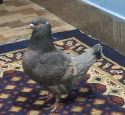 Modena king crossed female for sale