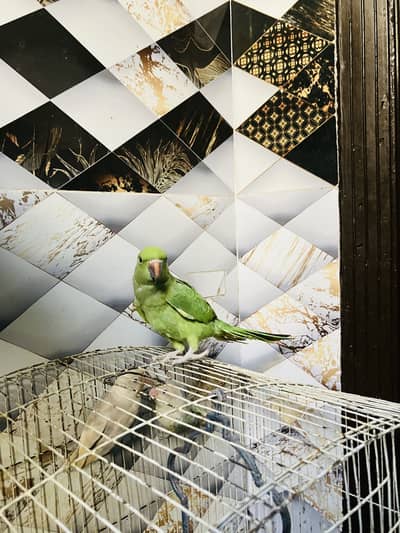 Not handtame pathi hai