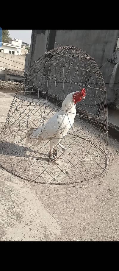 king Topla high quality paper white breeder