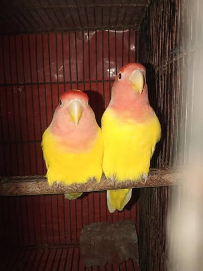 Love bird breeding pairs available