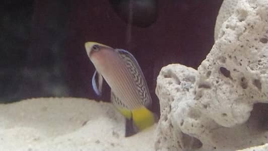 Splinded Dottyback ( Marine - Saltwater )