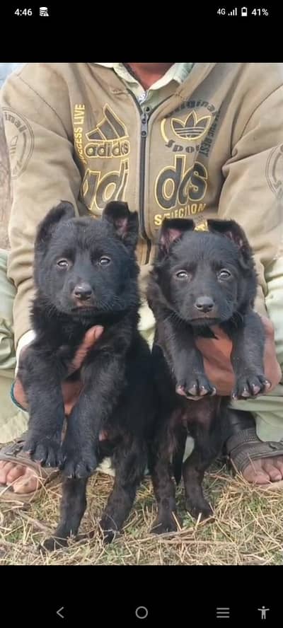 Black German Shepherd double coat Jodi 2 month for sale