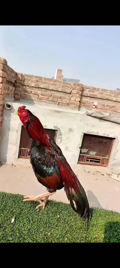 aseel mirgha for sale