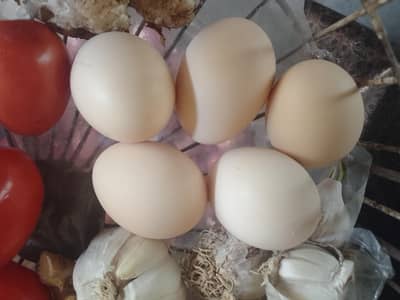 Dasi golden eggs for sale