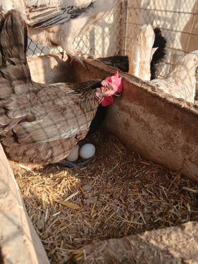 Astrolope egg laying hen Available (EXCHANGE POSSIBLE)