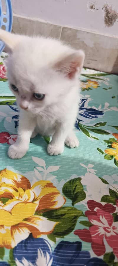 Sami parsesni mele femel