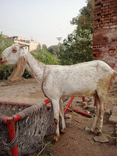 Bakri Bakra