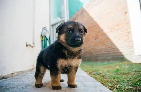 100%orginal puppies any one interested contact me what'spp 03157036766