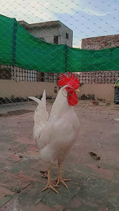 White Rooster