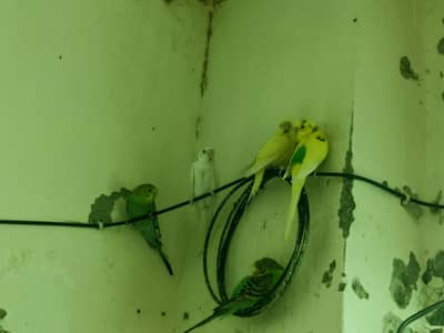 80 budgies.  All setup fo sale