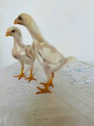 Aseel shamo | white shamo | German shamo | king size shamo | shamo