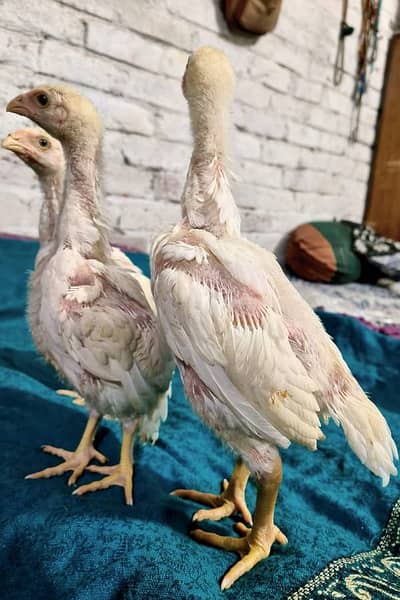 Aseel shamo | white shamo | German shamo | king size shamo | shamo