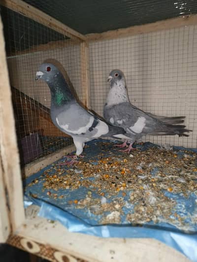 Ganddar pair kobtar pigeon 03165077749
