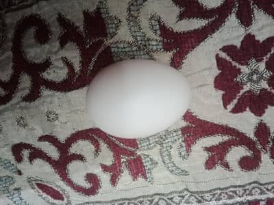 Supreme Quality Aseel Amroha Eggs Available