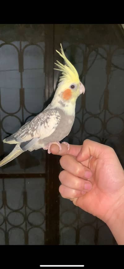 Hand tame Male