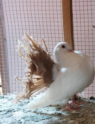 Faintail Female for sale