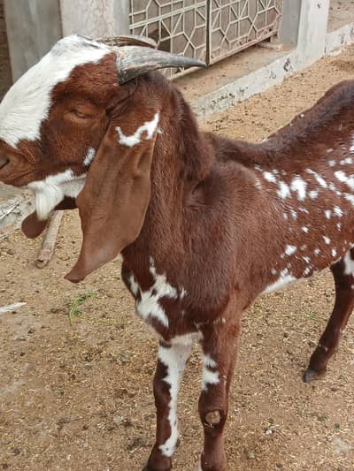 1 Breader male and 3 female goats for sale