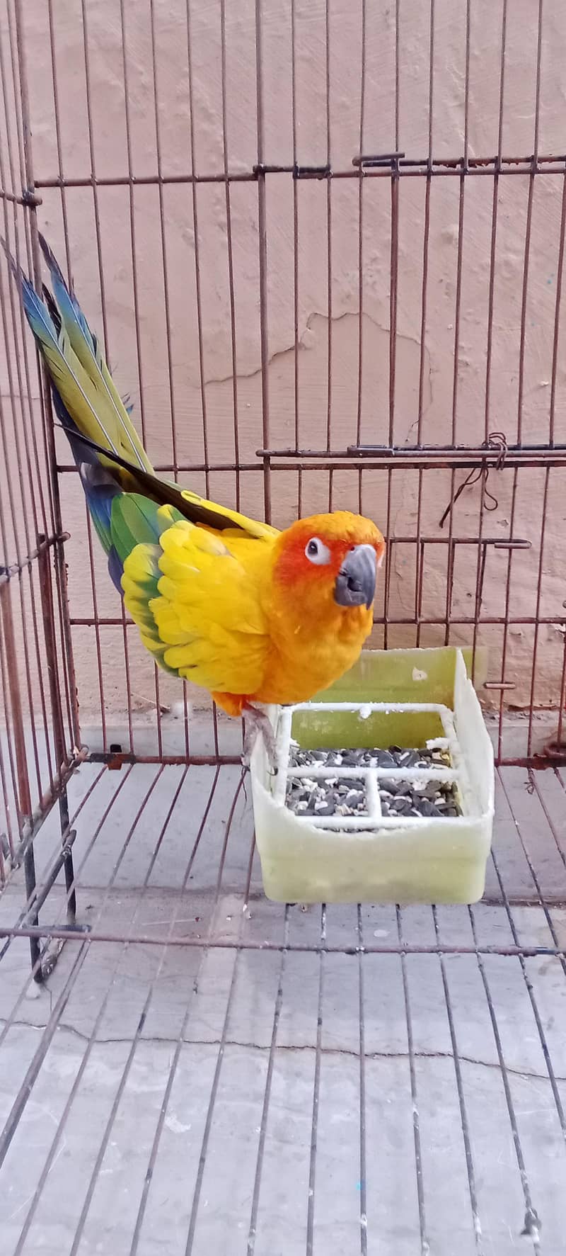 suncnore parrot for sale/ طوطا سن کنور - Parrots - 1109350795