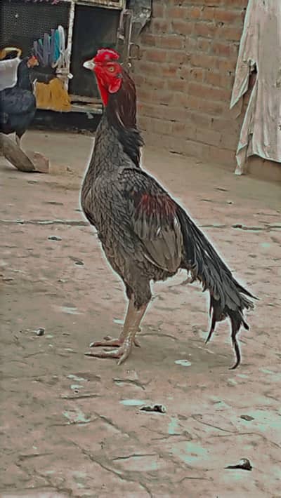 all for sale video K Liy watsap pr rabta kary