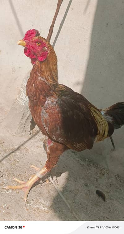 Cock for sell 2 years old