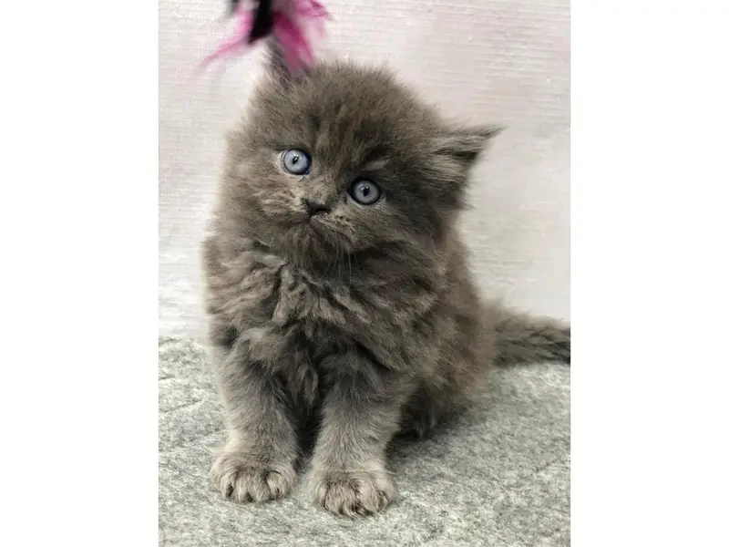 cash on delivery Persian Punch face triple coat cat Kitten — photo 8